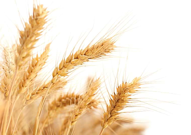 wheat ears