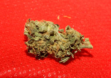 Medical cannabis close up