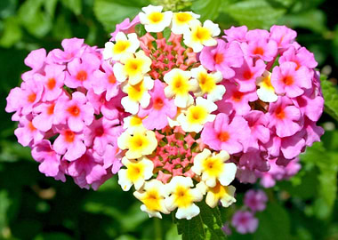 lantana flower