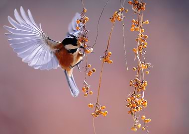 hummingbirds suck nectar