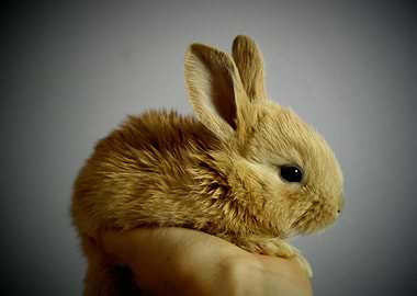 cute rabbit