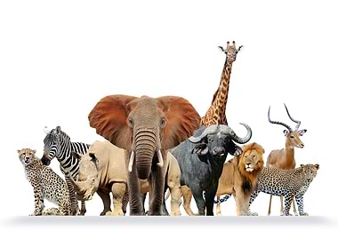 African safari animals