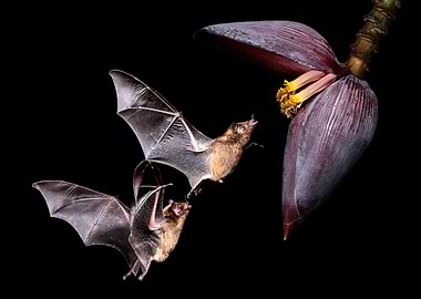 Feeding Bat Duo