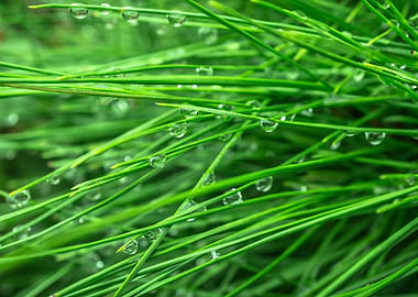pine wet