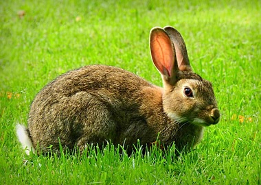 cute rabbit