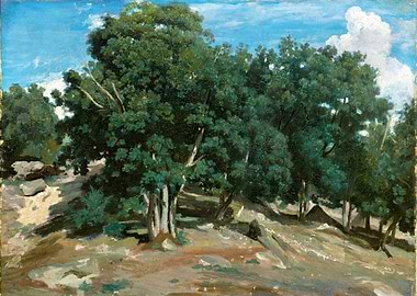 Fontainebleau Oak Trees