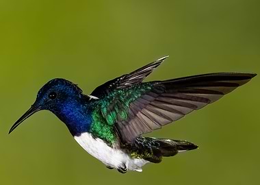 White Necked Jacobian