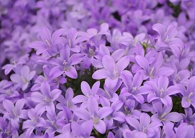 purple flowers