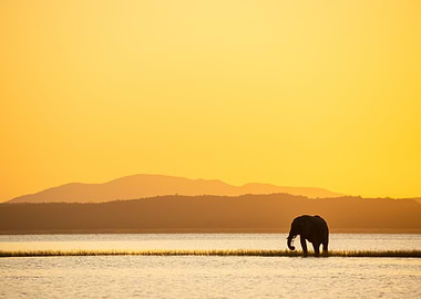 Elephant at Twilight