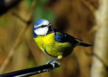 Blue Tit