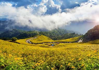 Mexican Sunflower Field