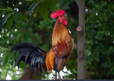 Rooster