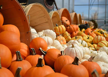 gourds