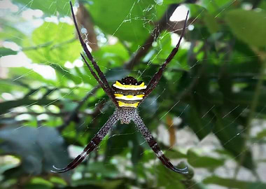 Spider