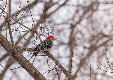 RedBellied Woodpecker