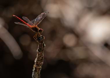 Scarlett Dragonfly