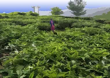 Tea Plantation Valley