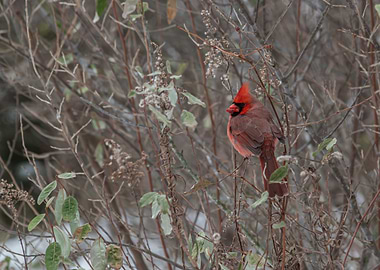 Cardinal Eating a Berry