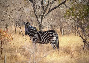 Zebra in South Africa