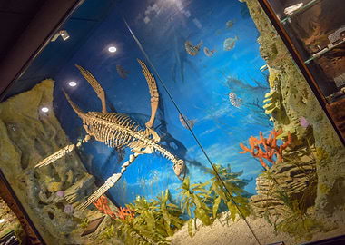 National Opal Collection