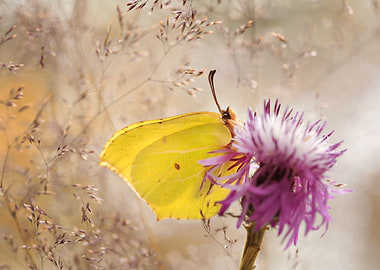 Yellow Butterfly