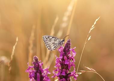 Butterfly among the grass