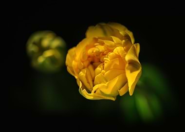 Yellow botanical tulips