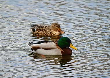 Duck Couple Displate