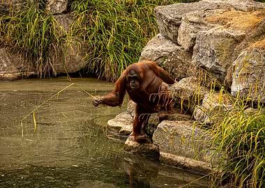 Orangutan at Dublin Zoo