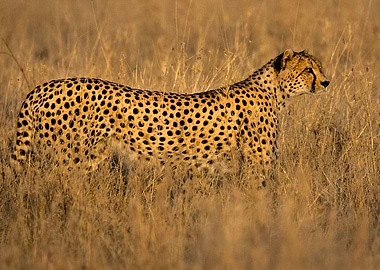 Looking for a Morsel