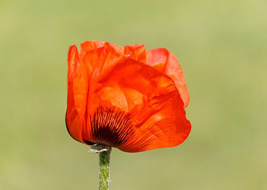 Klatschmohn Poppy