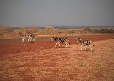Zebras crossing