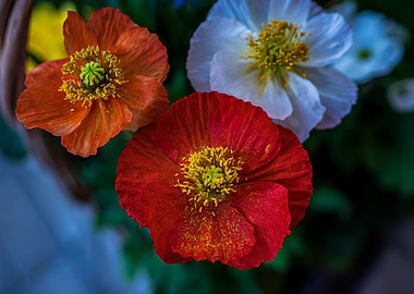 Klatschmohn Poppy