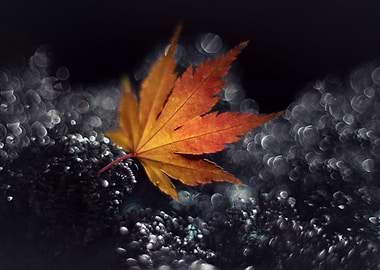 Autumn leaf, macro, nature