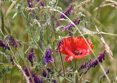 Klatschmohn Poppy