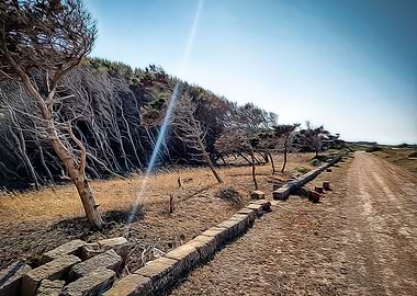 Maritime pine forest