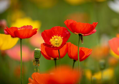 Klatschmohn Poppy
