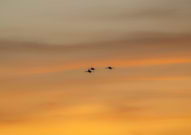 The Fly of Three Cranes