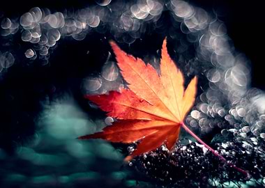 Autumn leaf, macro, nature
