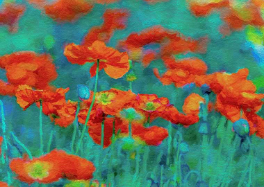 Klatschmohn Poppy