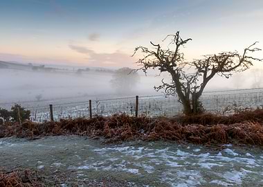 A bare tree in Winter