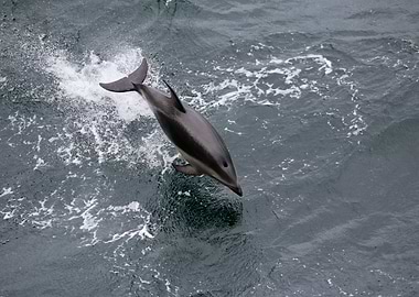 Dolphin in cold Antarctica