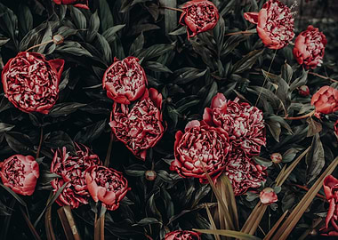 Red peonies
