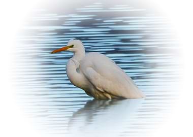 Egret