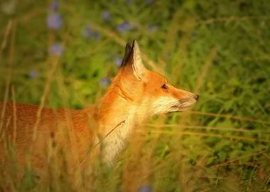 Red fox