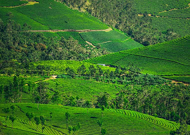 tea plantation