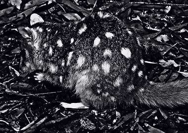 quoll