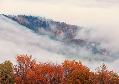 Autumn trees in the forest