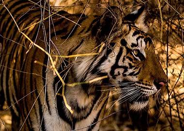 Tiger Jungle Portrait