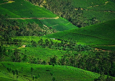 tea plantation
